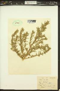 Bassia hyssopifolia image