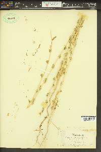 Bassia hyssopifolia image