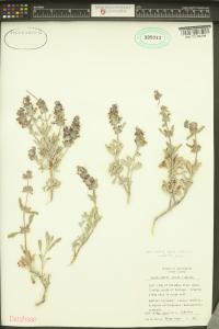 Salvia dorrii image