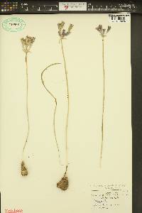 Triteleia grandiflora image