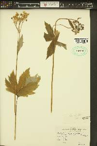 Trautvetteria caroliniensis image