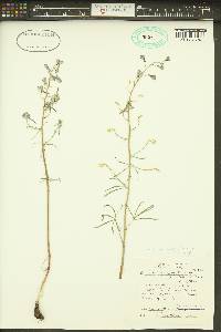 Delphinium lineapetalum image