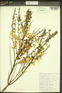 Cytisus scoparius image