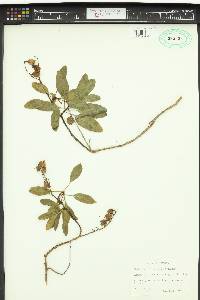 Nicotiana glauca image