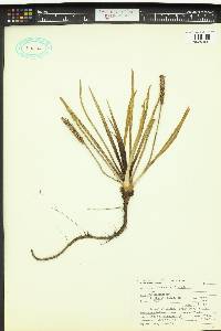 Plantago maritima image