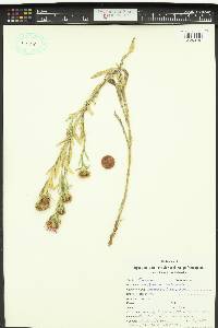 Centaurea trichocephala image