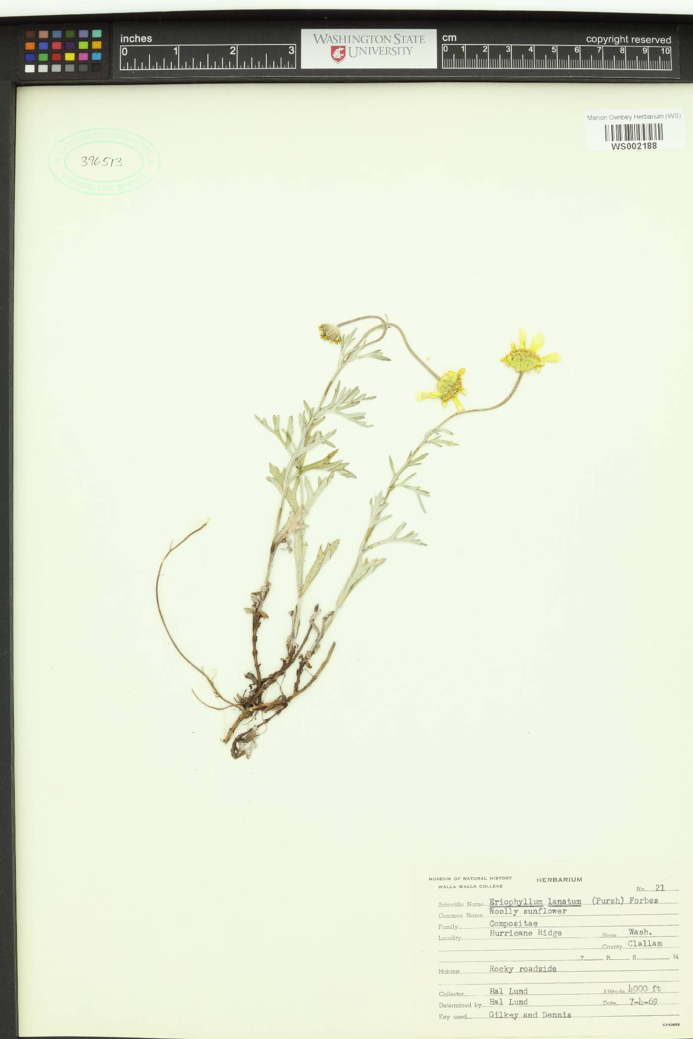 Eriophyllum lanatum var. leucophyllum image