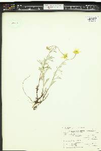 Eriophyllum lanatum var. leucophyllum image