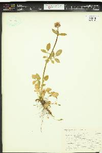 Valeriana sitchensis image