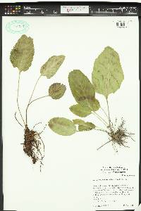 Synthyris rubra image