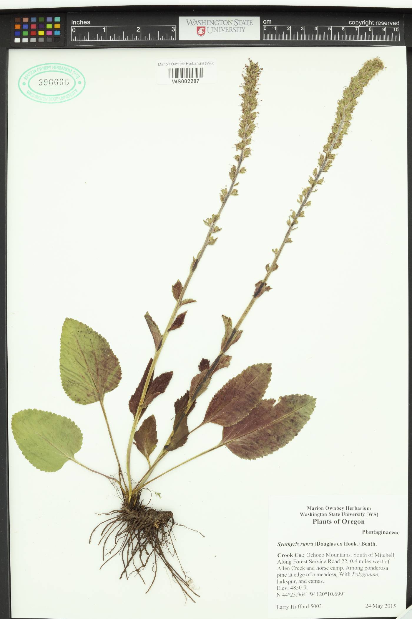 Synthyris rubra image
