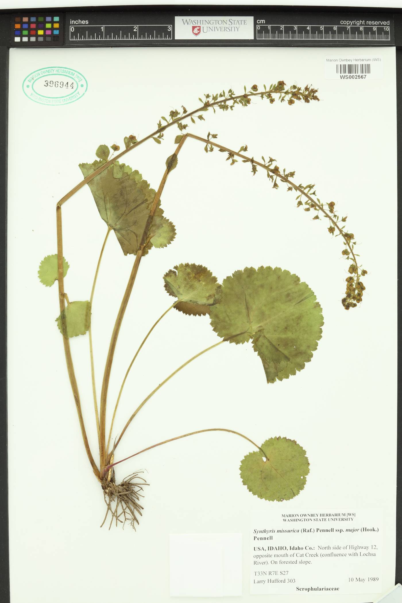 Synthyris missurica subsp. major image