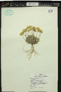 Erigeron linearis image