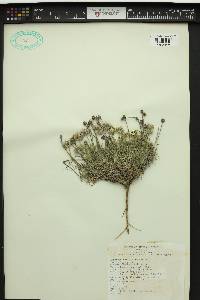 Erigeron poliospermus image