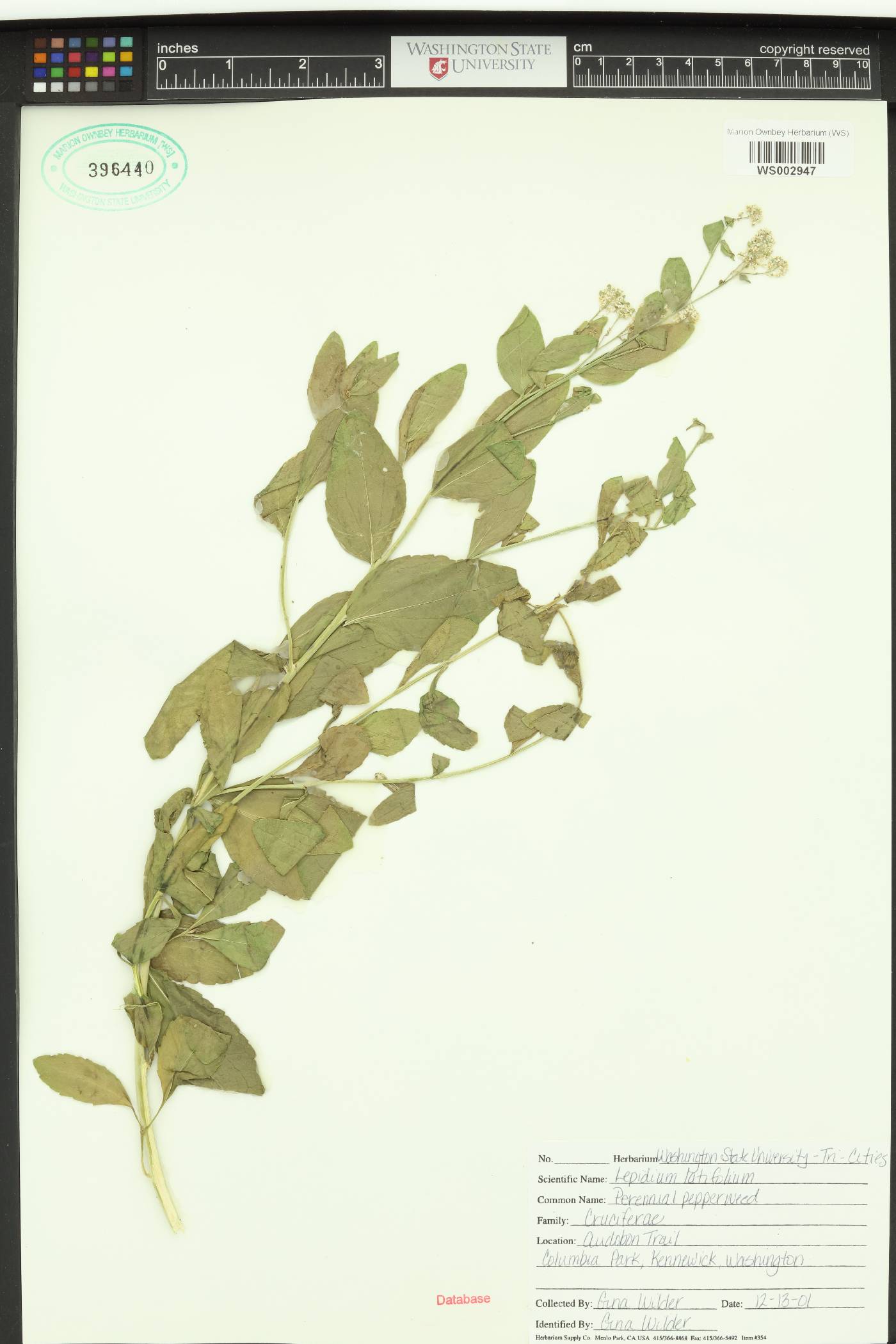 Lepidium latifolium image