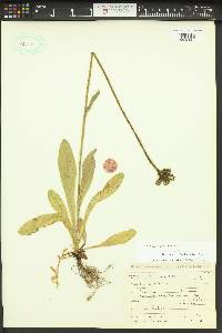 Hieracium aurantiacum image