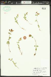 Hypericum anagalloides image