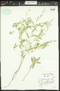 Mentzelia cronquistii image