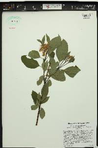 Cornus sericea subsp. sericea image