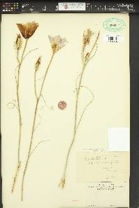 Calochortus macrocarpus image