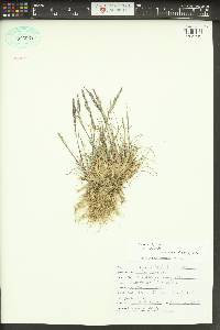 Poa secunda subsp. secunda image