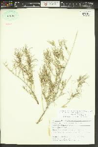 Ericameria nauseosa var. speciosa image