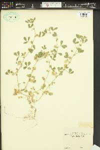 Medicago rugosa image