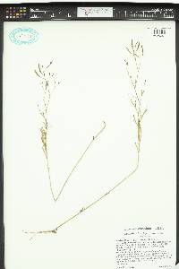 Epilobium brachycarpum image