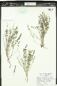 Galium serpenticum image