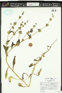 Asperugo procumbens image