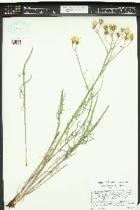 Crepis atribarba image