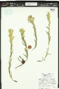 Castilleja cusickii image