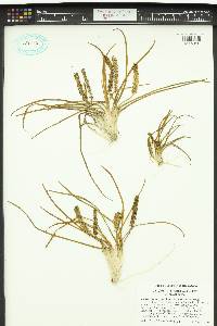 Triglochin striata image