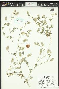 Trifolium arvense image