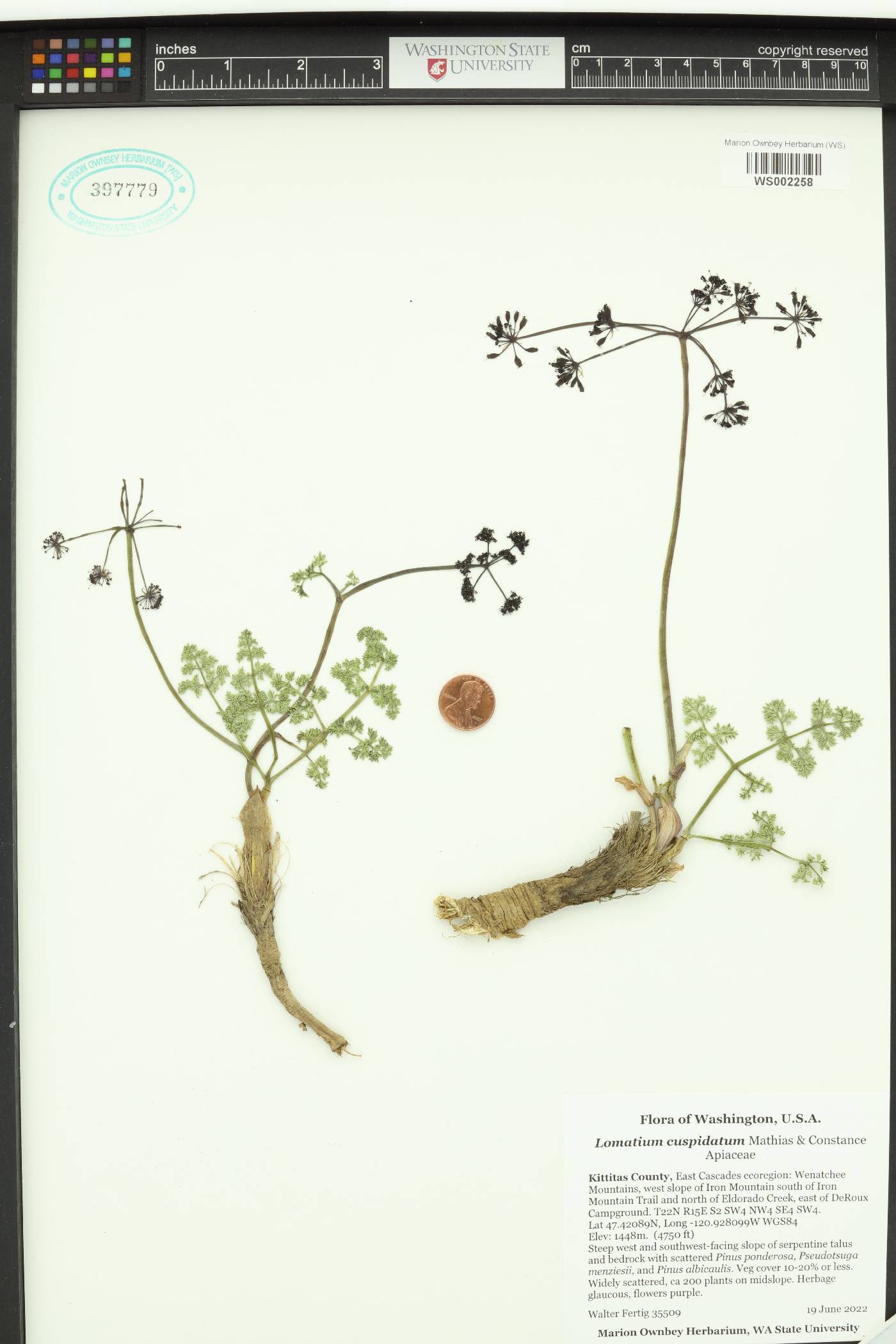 Lomatium cuspidatum image