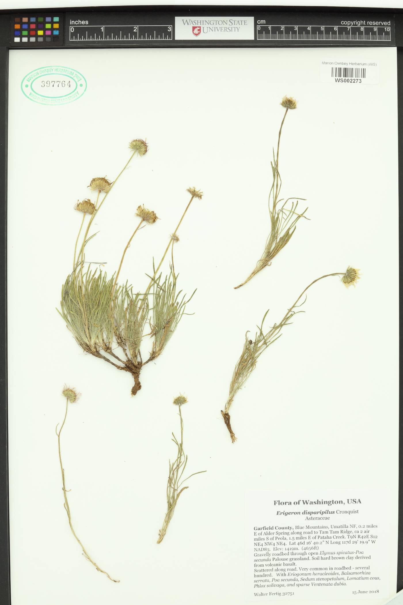 Erigeron disparipilus image