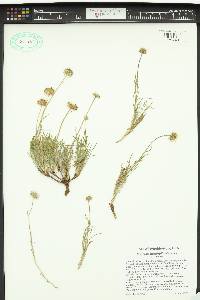 Erigeron disparipilus image