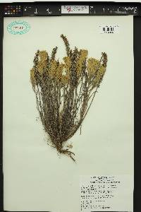 Castilleja lutescens image