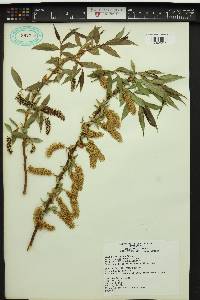 Salix lasiandra var. caudata image