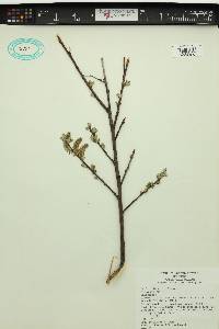 Salix sitchensis image