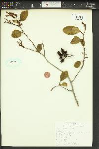 Alnus rhombifolia image