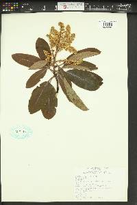 Arbutus menziesii image