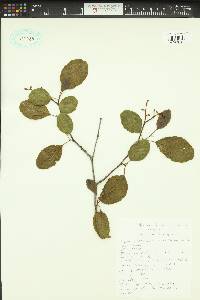 Alnus incana subsp. tenuifolia image