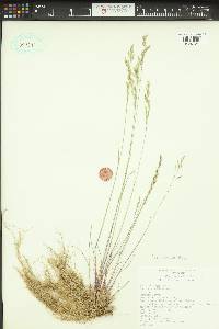 Poa secunda var. secunda image