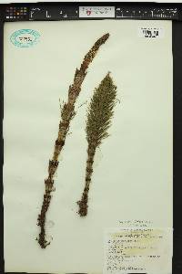 Equisetum telmateia image