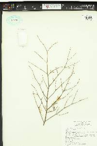 Tsuga heterophylla image