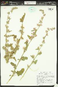 Sphaeralcea angustifolia image