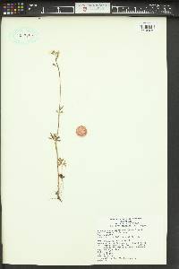 Lithophragma parviflorum image