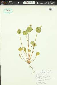 Claytonia perfoliata image