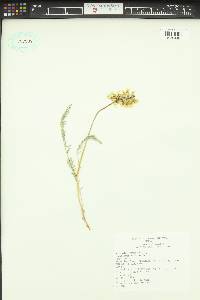 Astragalus reventus image